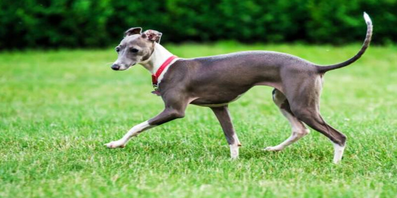 Nằm mơ thấy chó săn Greyhound mang nhiều ý nghĩa tốt lành